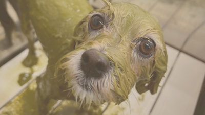 ハーブパックの施術を受ける犬